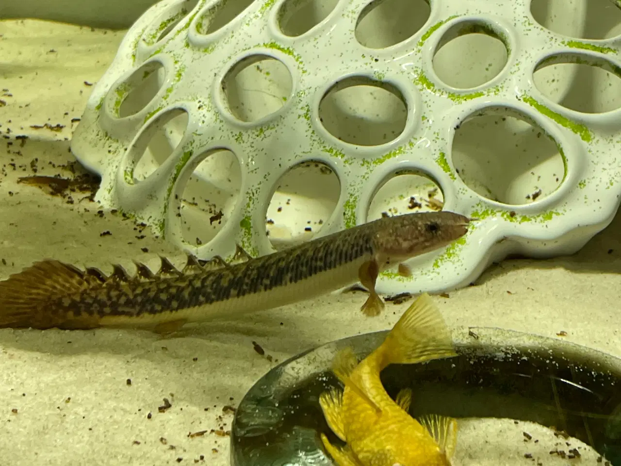 Billede 3 - Fisk Bichir 2 farver