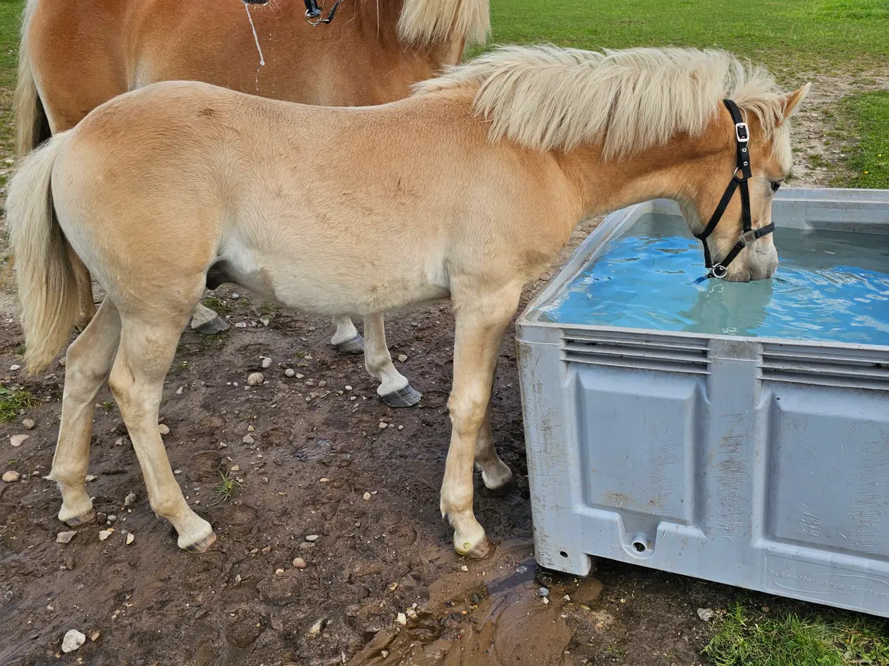 Billede 3 - Haflinger 1 års vallak