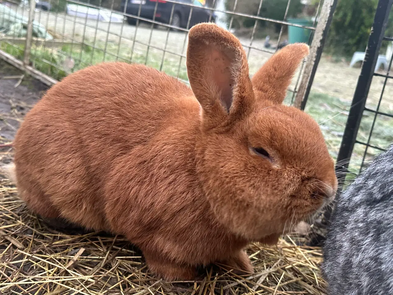 Billede 3 - New Zealand red avlshan fra Tyskland 