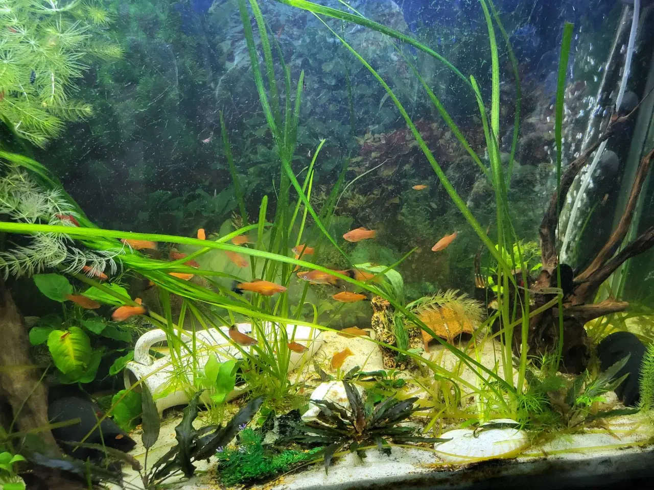 Billede 2 - Akvarie med pumpe og fisk Ca 300l