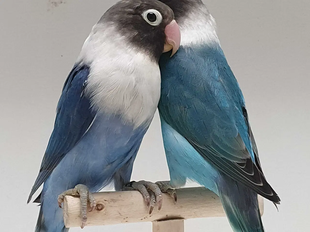 Billede 1 - Sorthovedet Dværgpapegøjepar 