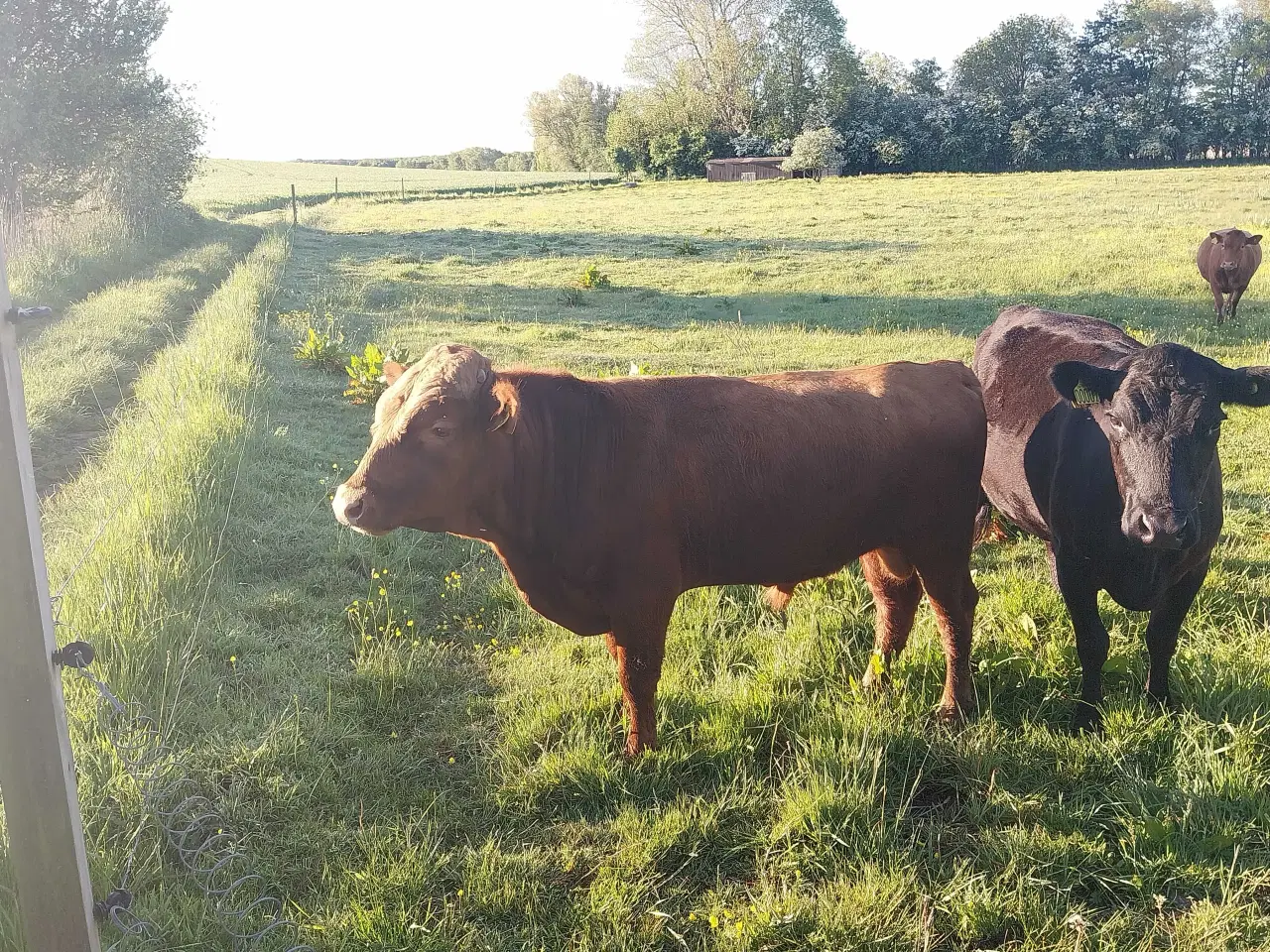 Billede 2 - Pollet dexter tyr. Rød.