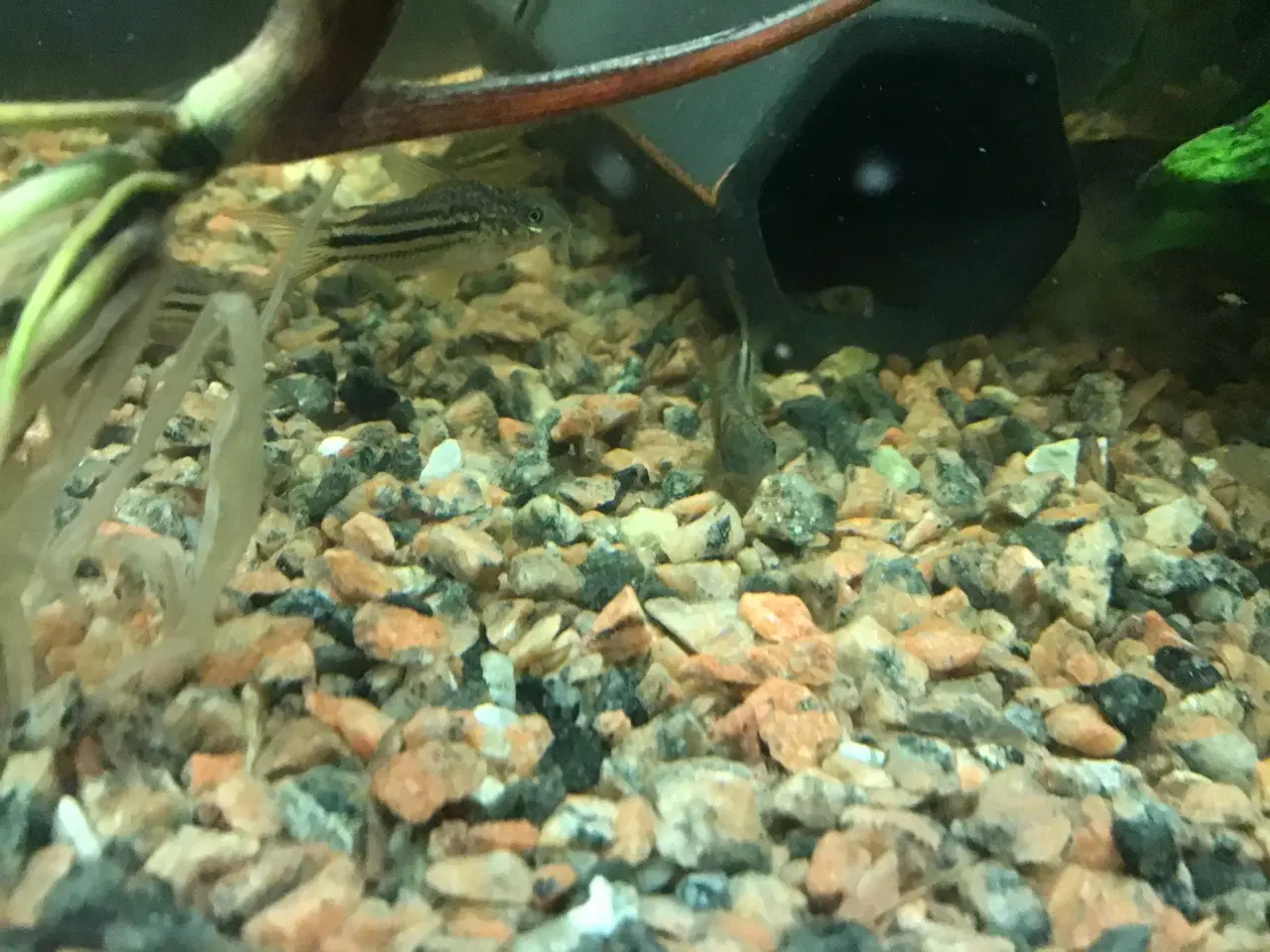 Billede 3 - Corydoras trilineatus trestribe. ungfisk dk