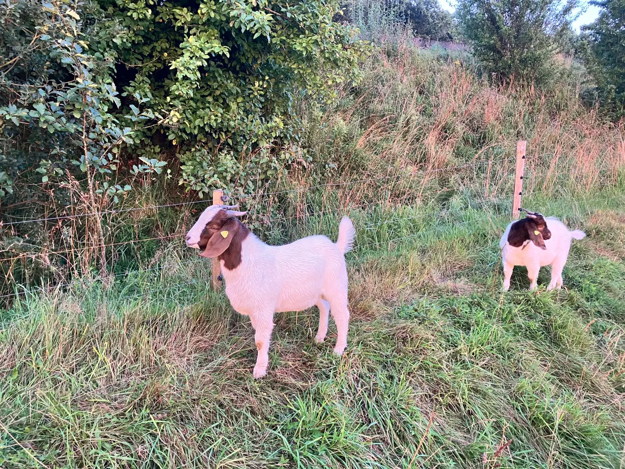 Billede 6 - Boergeder og bukke