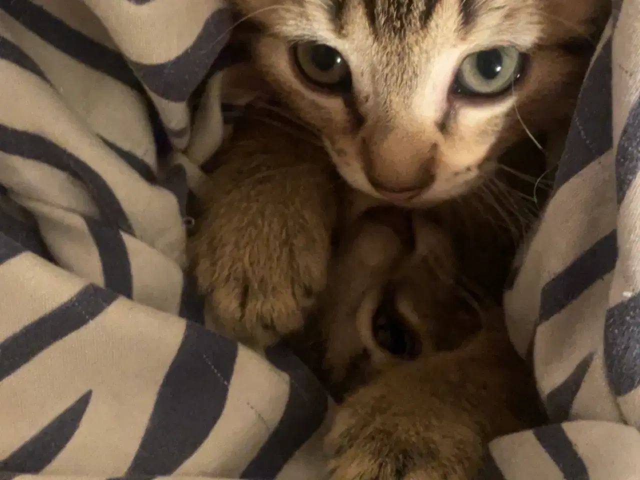 Billede 2 - Killinger halv ragdoll