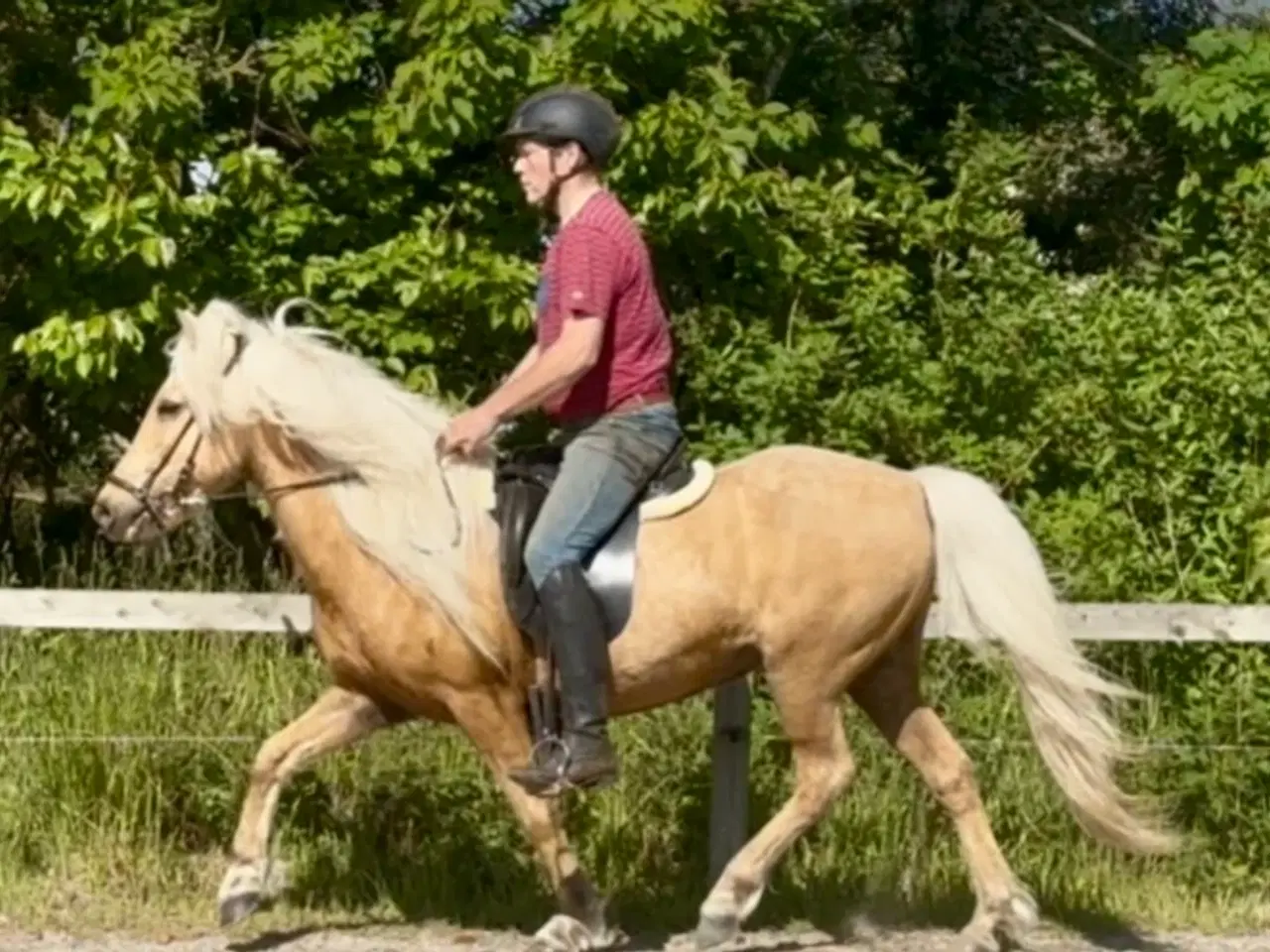 Billede 8 - Smuk palomino islænder 
