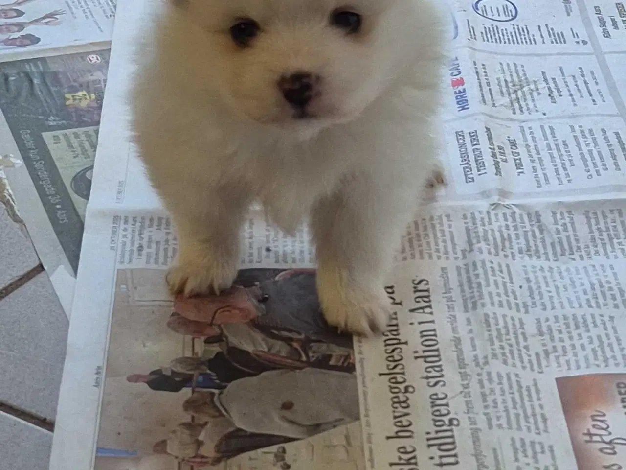 Billede 4 - Fire smukke pomeranian hvalpe 🐾