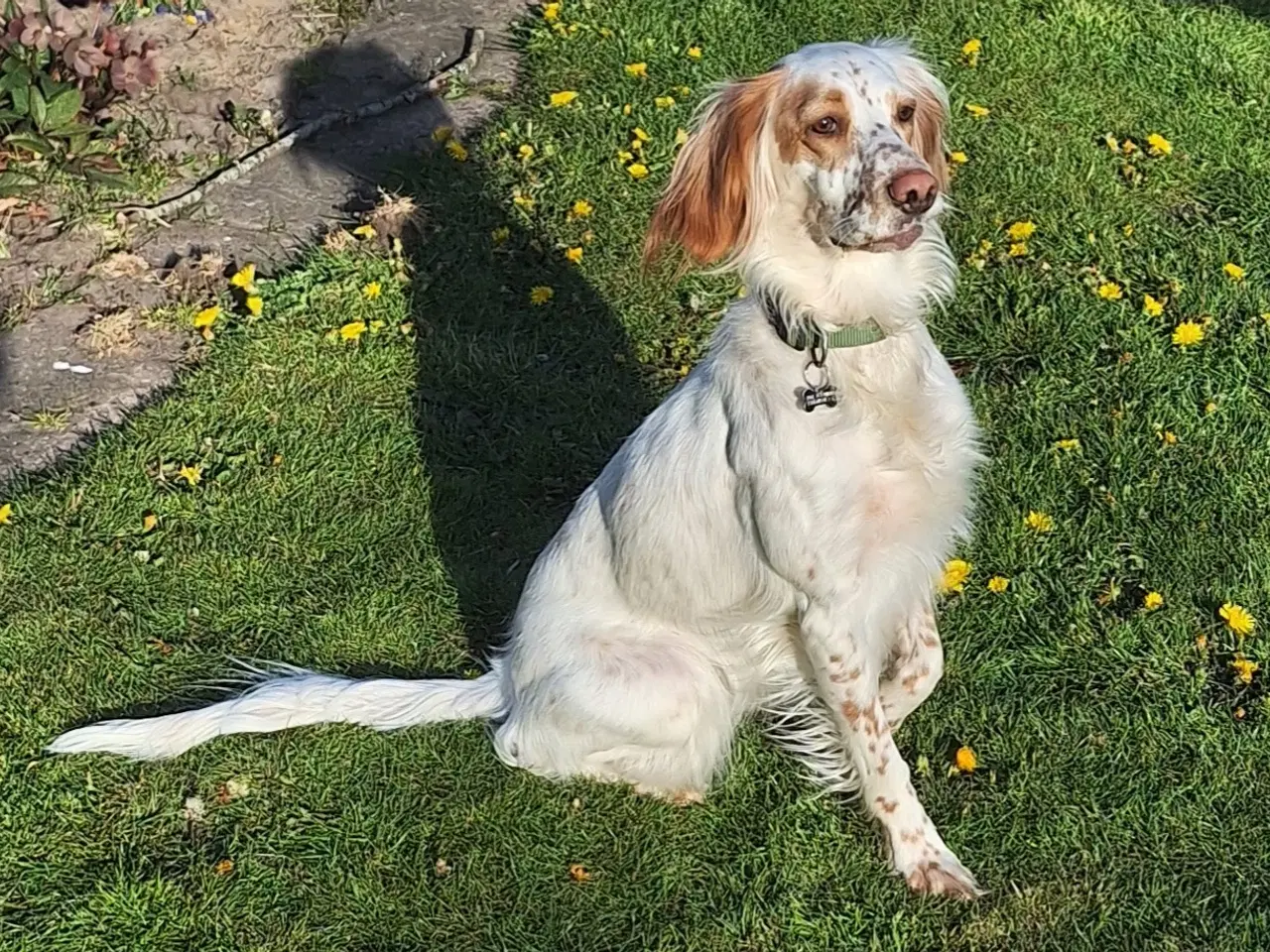 Billede 2 - Engelsk setter hund 