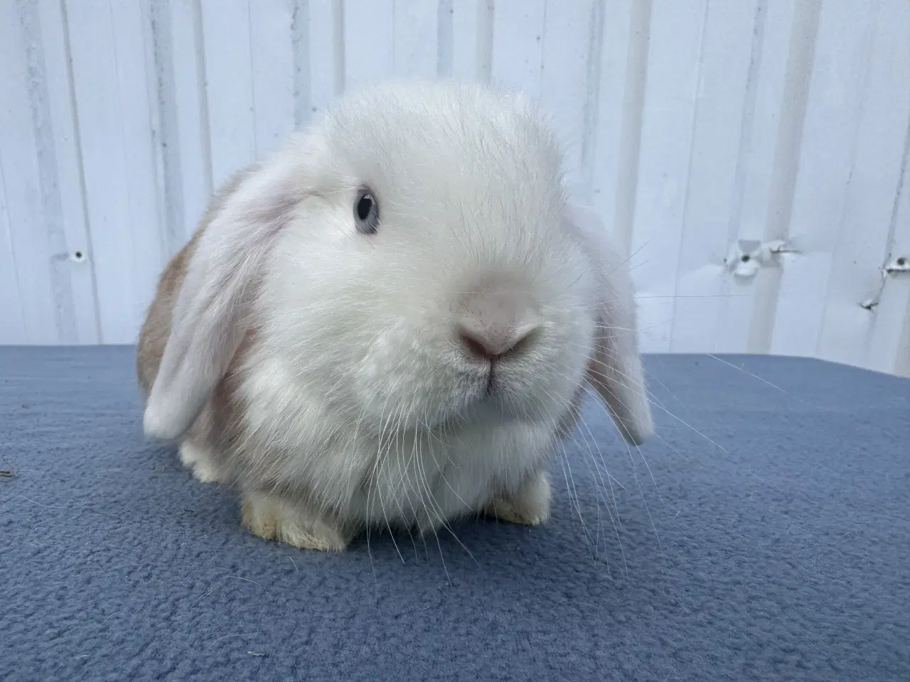 Billede 3 - Mini lop satin hunkanin