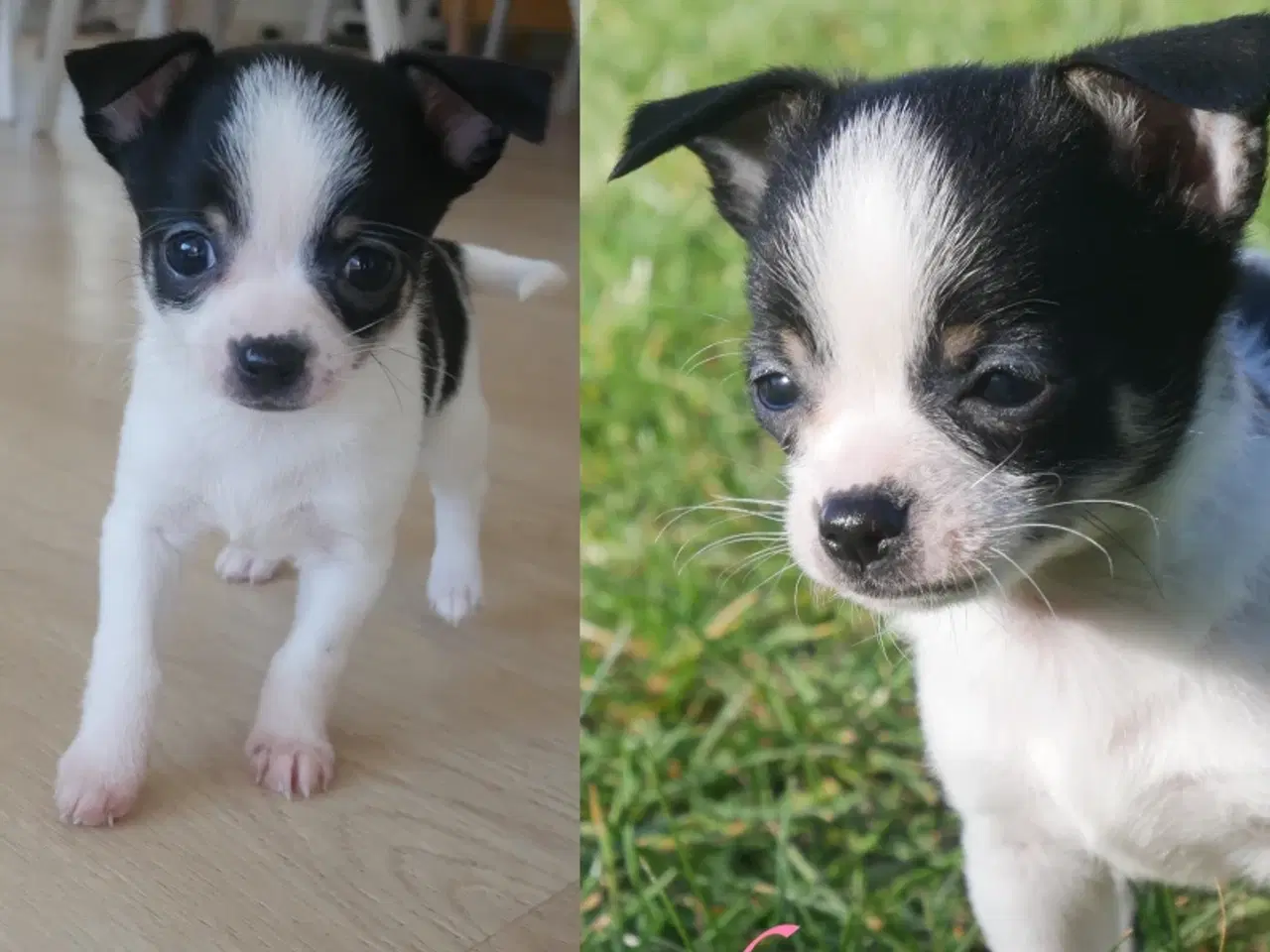 Billede 5 - Små, Superskønne pomchi hvalpe sælges