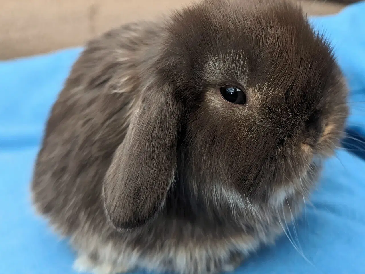 Billede 2 - Minilop kaninunge sælges 