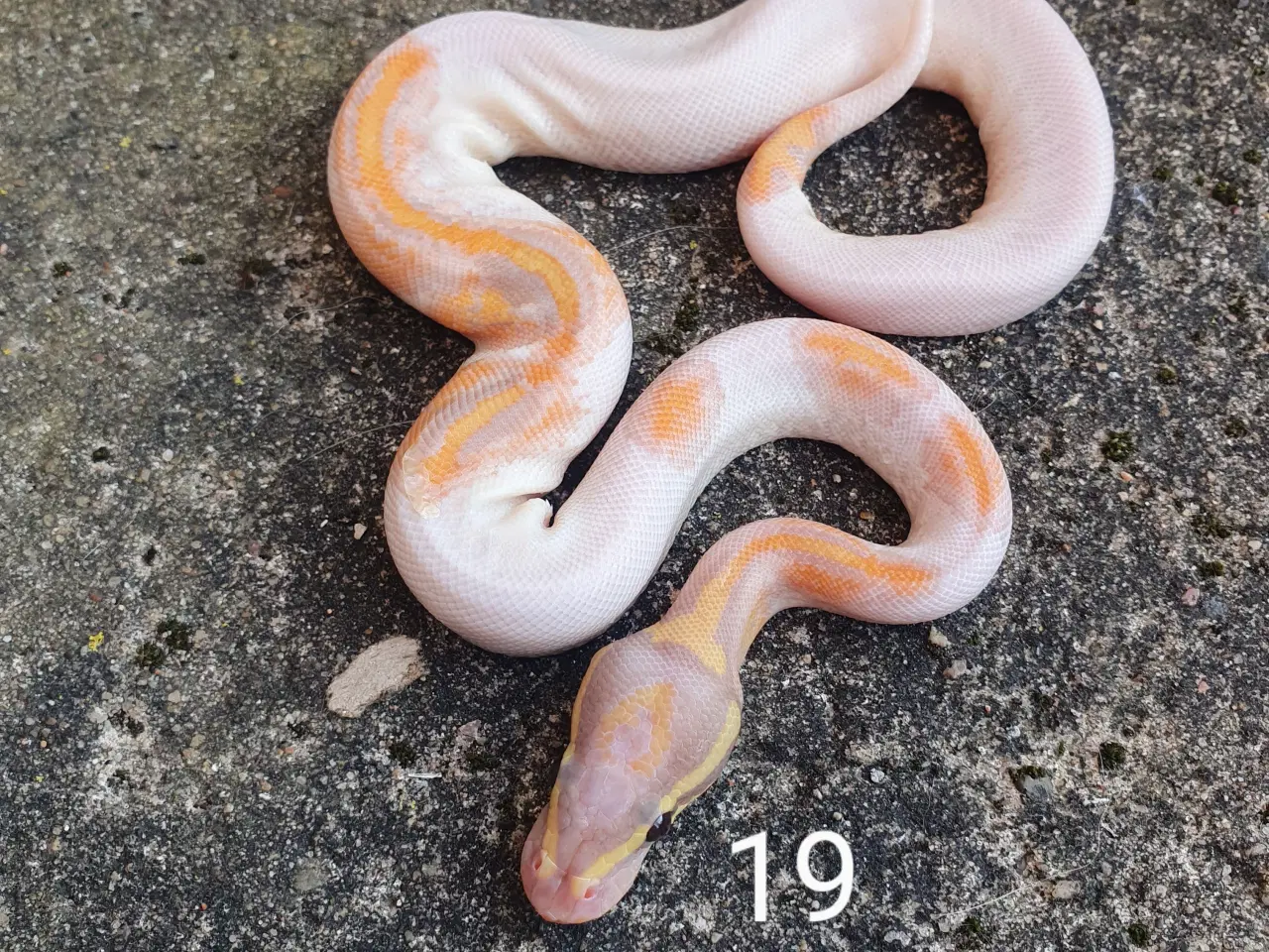 Billede 3 - Pied kongepythons. Opdateret.