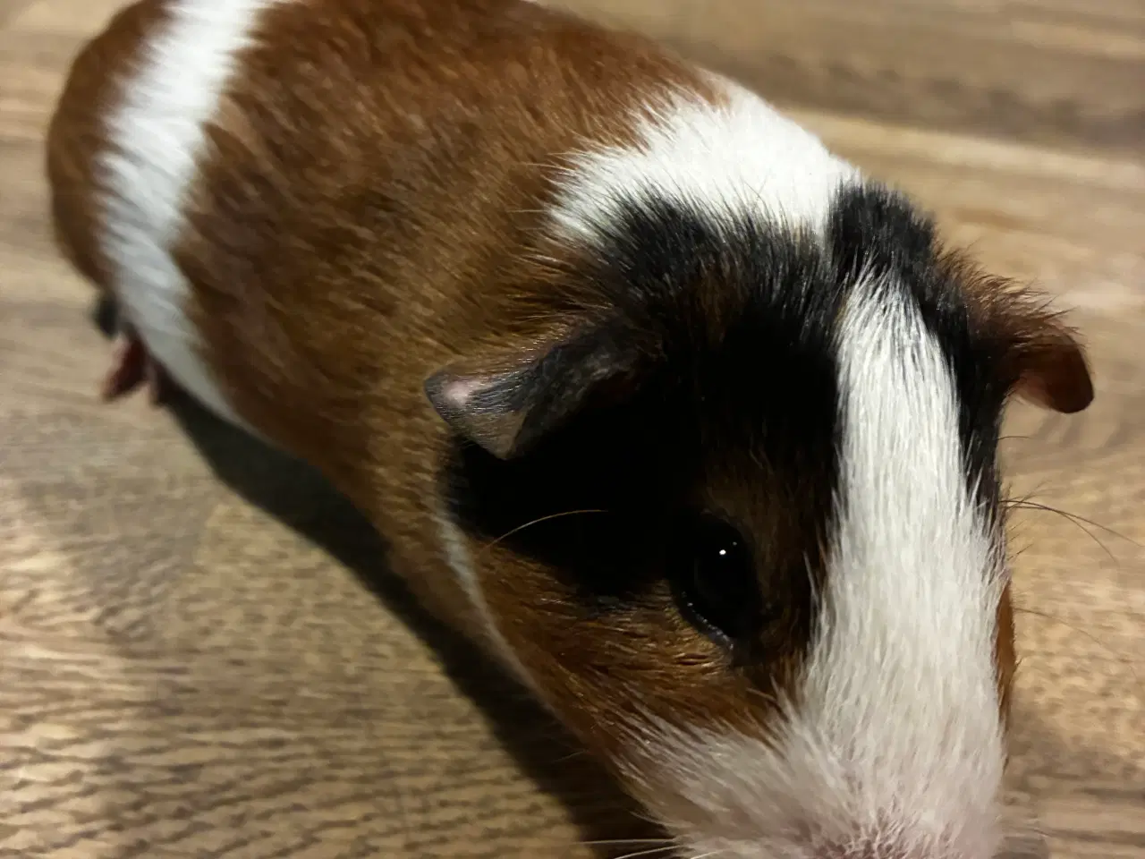 Billede 5 - Marsvine unge