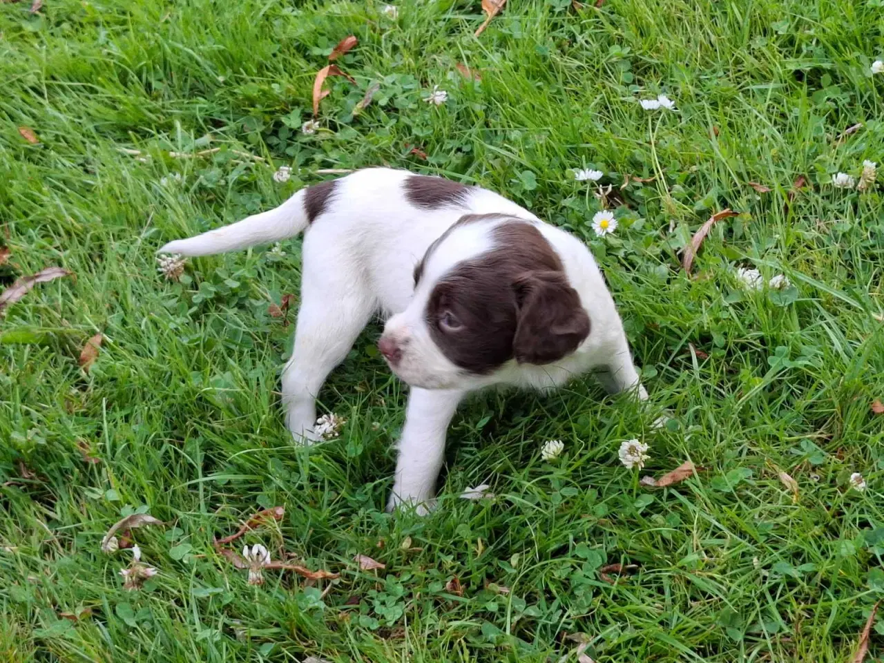 Billede 5 - Springer Spaniel hvalpe
