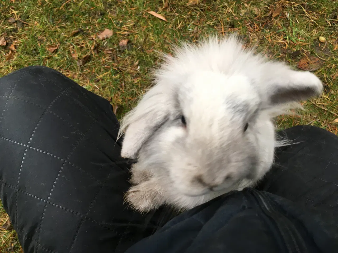 Billede 3 - Lulu søger et kærligt hjem