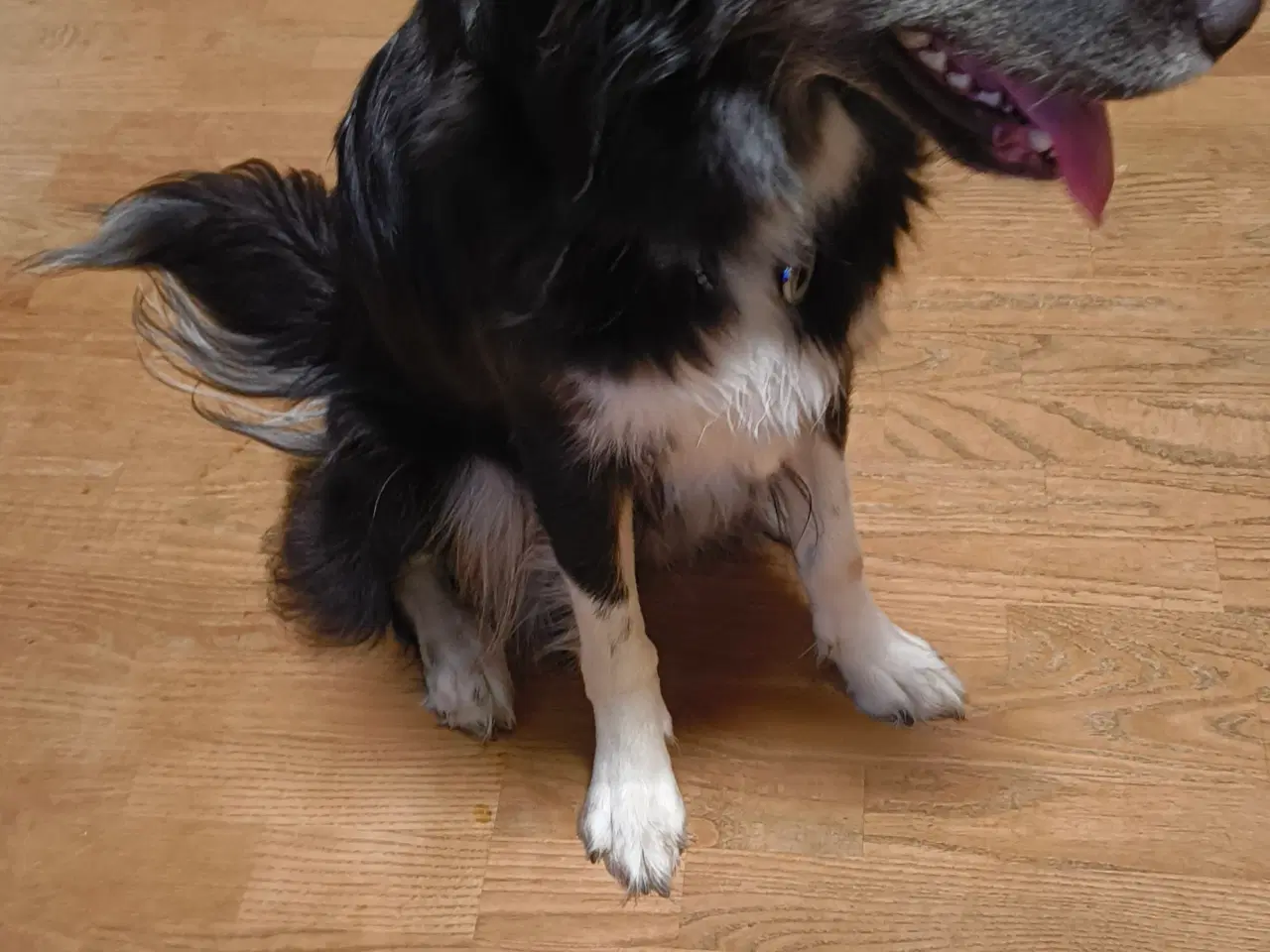 Billede 3 - Tæve husky mix