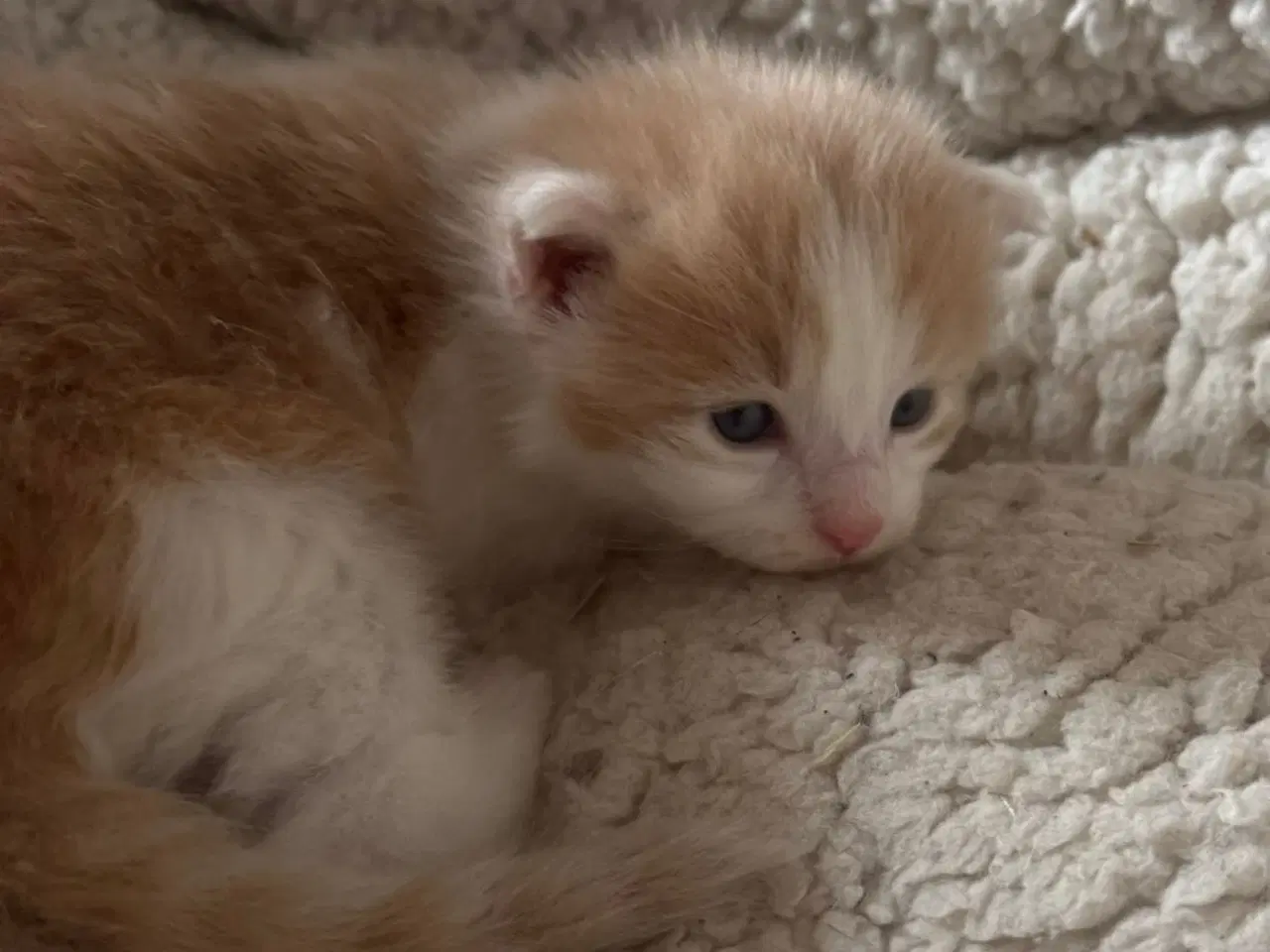 Billede 2 - Maine coon blandings killinger sælges