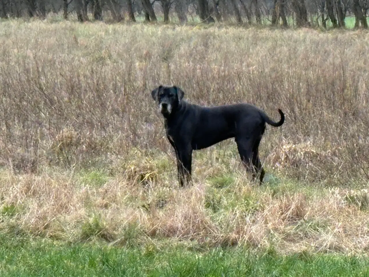 Billede 3 - Grand Danois hvalpe