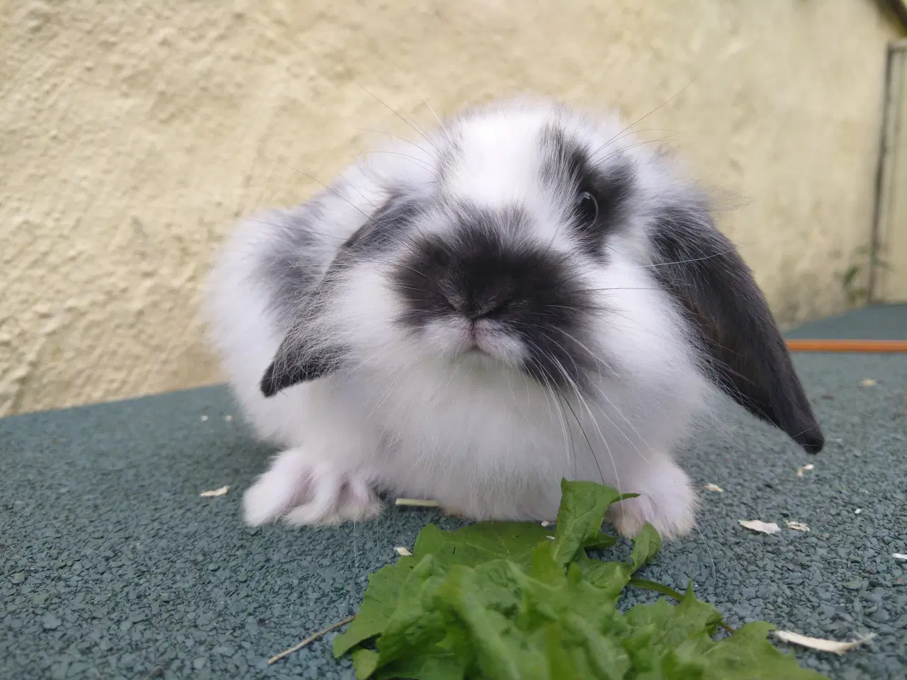 Billede 9 - Mini Lop unger