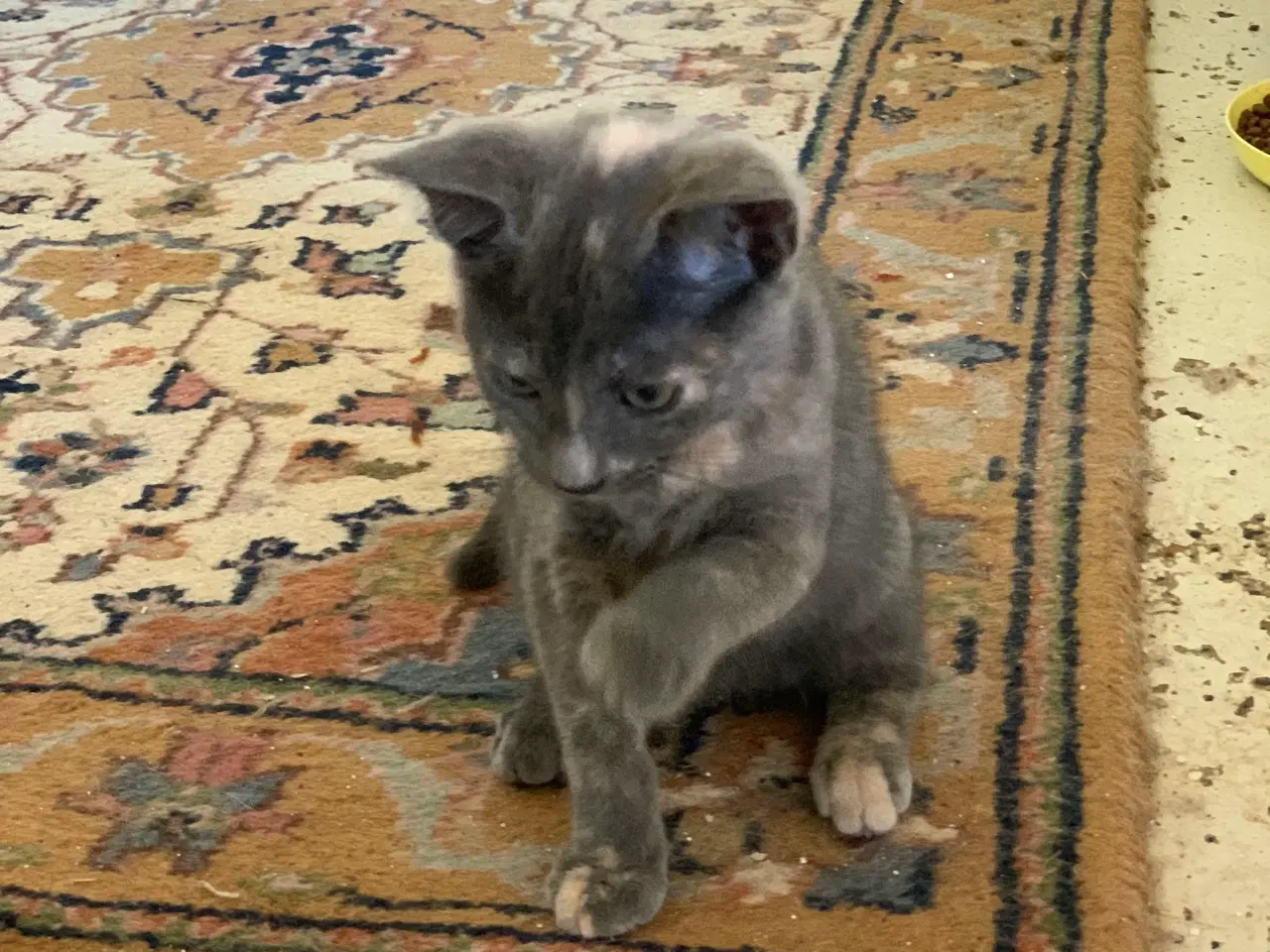 Billede 8 - 25 % mainecoon killinger sælges