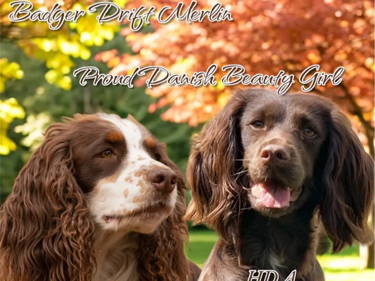 Billede 10 - FT Cocker Spaniel hvalpe