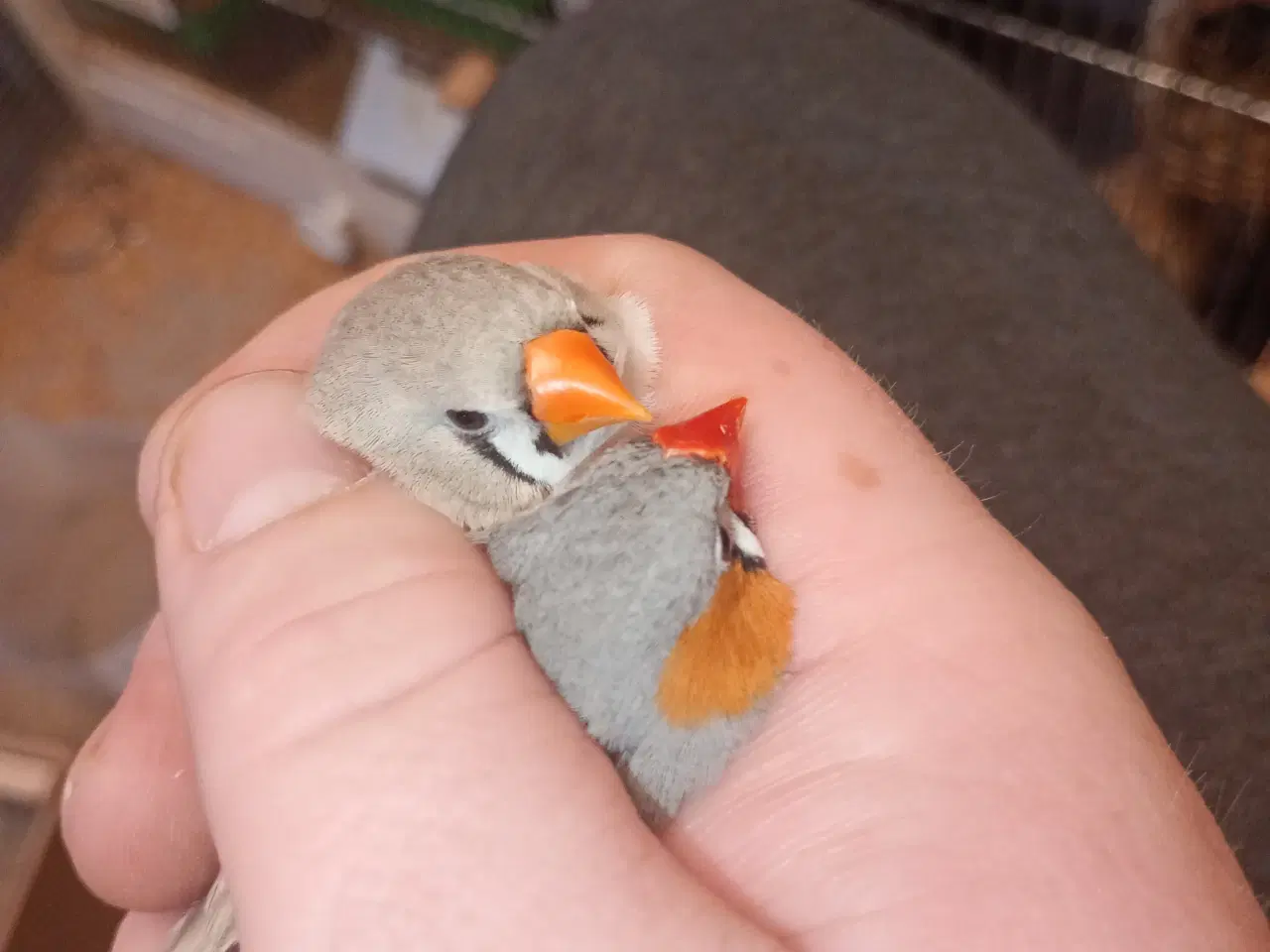 Billede 1 - Timor zebra