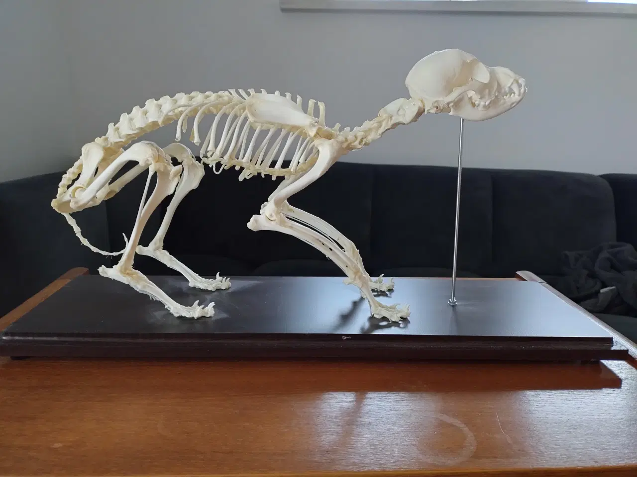 Billede 2 - Anatomimodel - hundeskelet