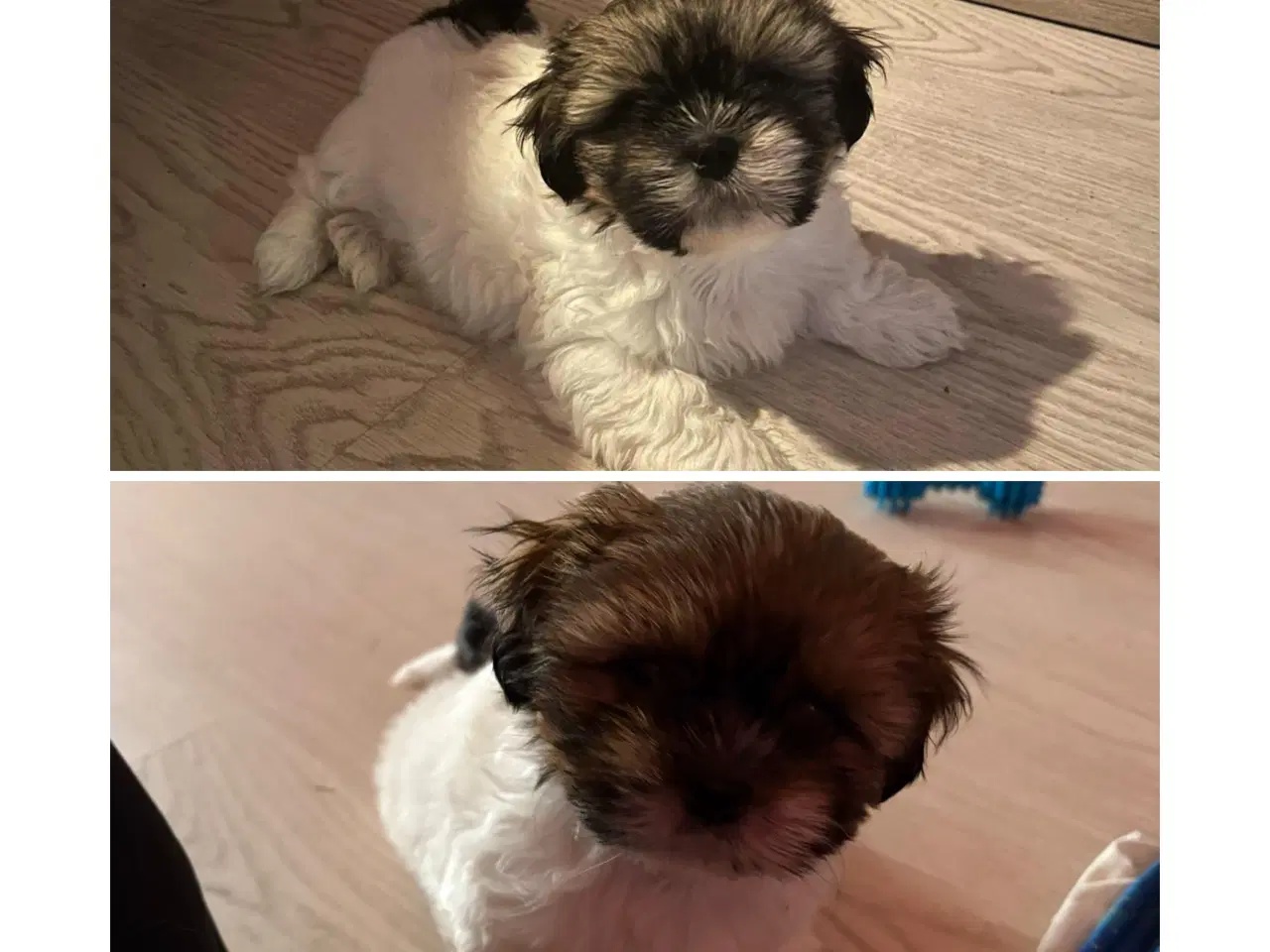 Billede 1 - Shih Tzu hvalp
