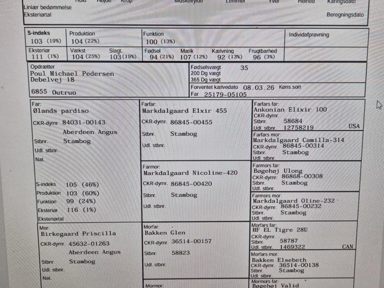 Billede 5 - Angus, ko med voksen kalv