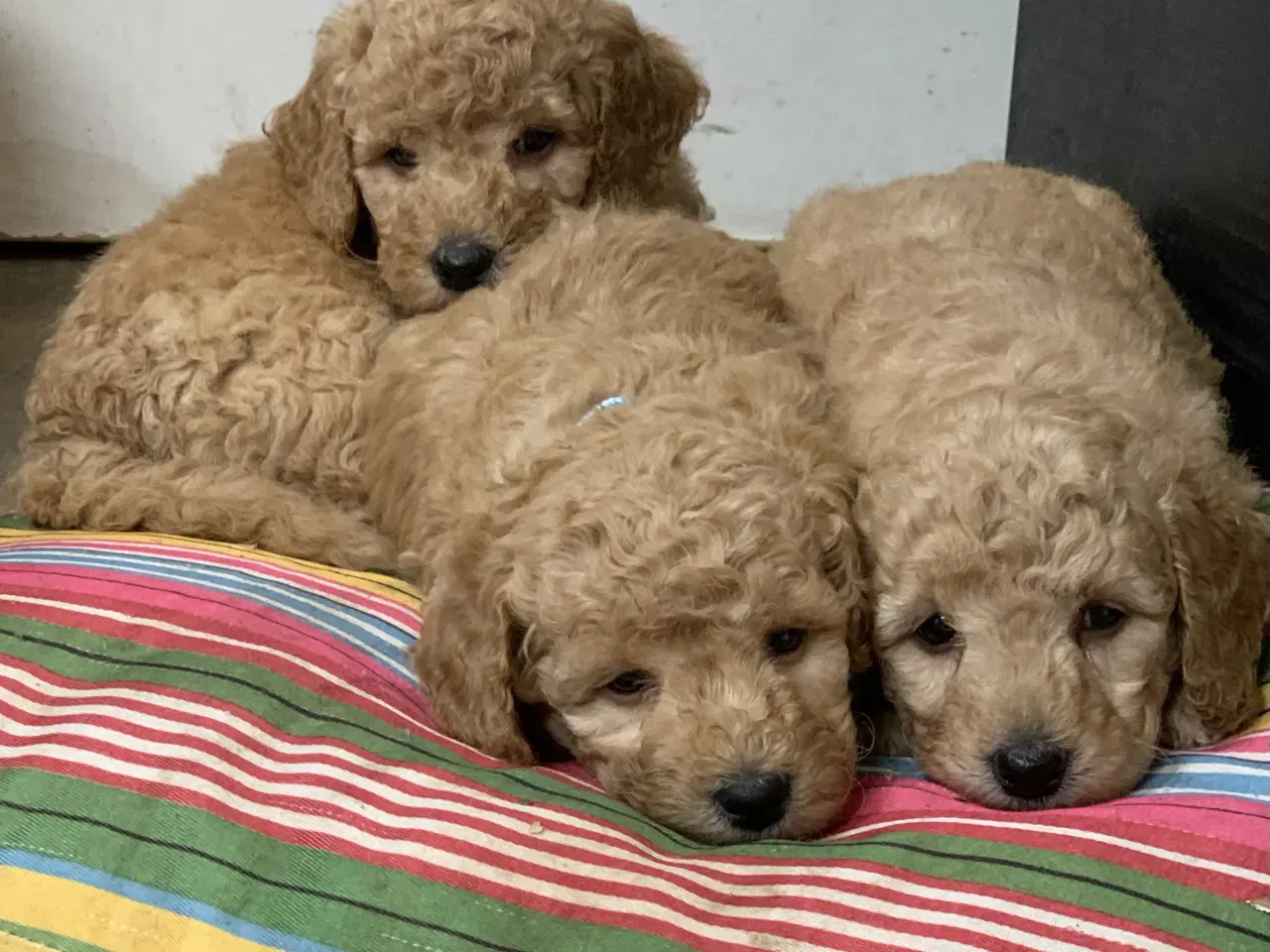 Billede 13 - De skønneste Golden Doodle F1B babyer
