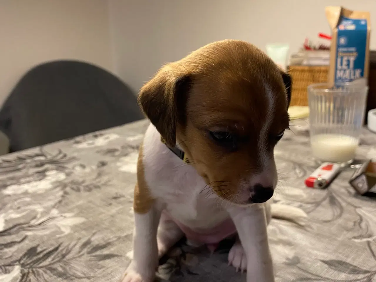 Billede 5 - Hvalpe klar til at få nyt hjem den 5. december