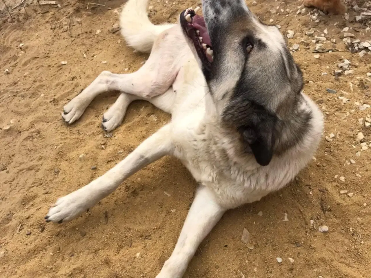 Billede 5 - Søde Raina søger sin helt egen familie