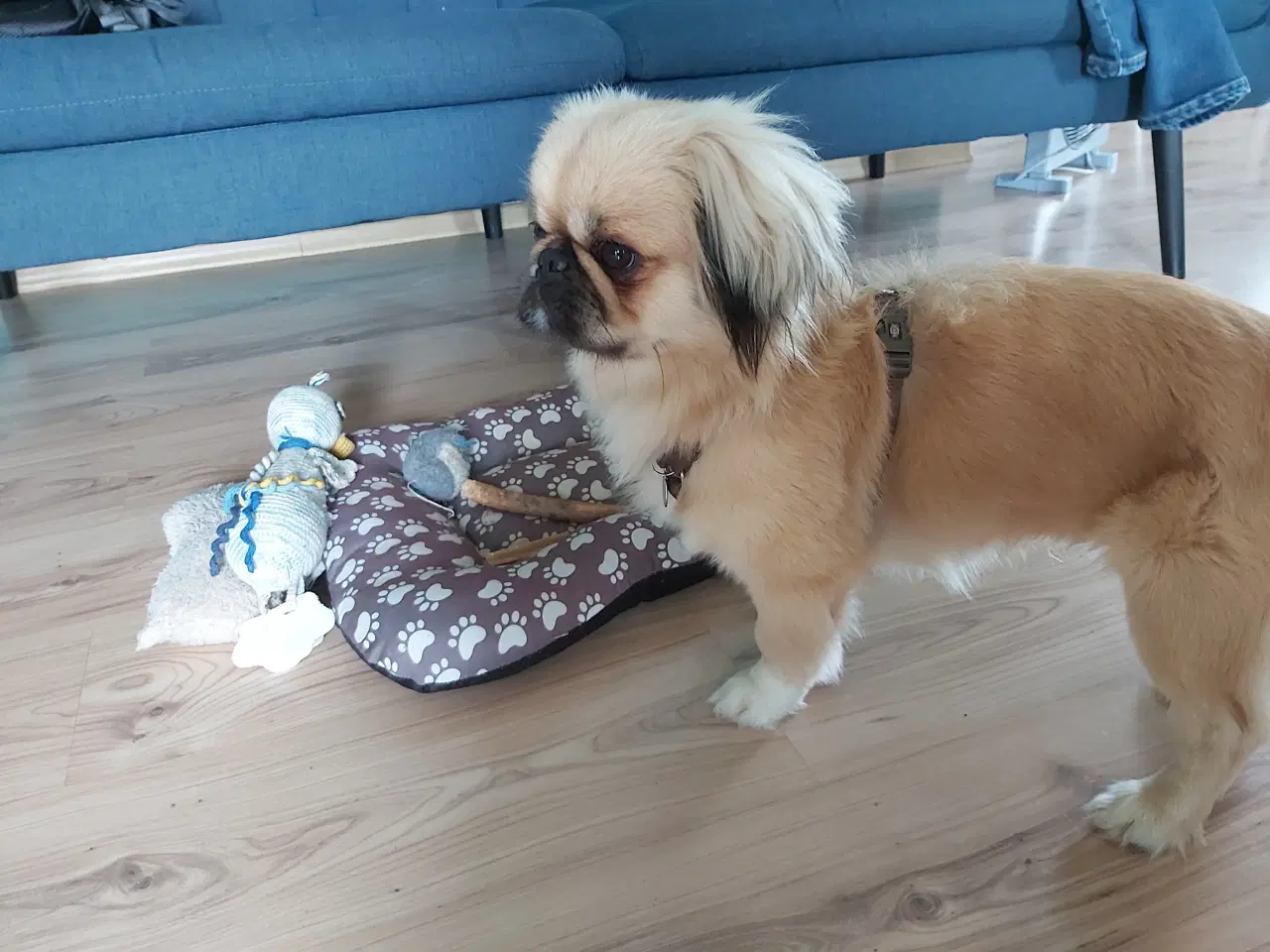 Billede 4 - Pekingeser hund