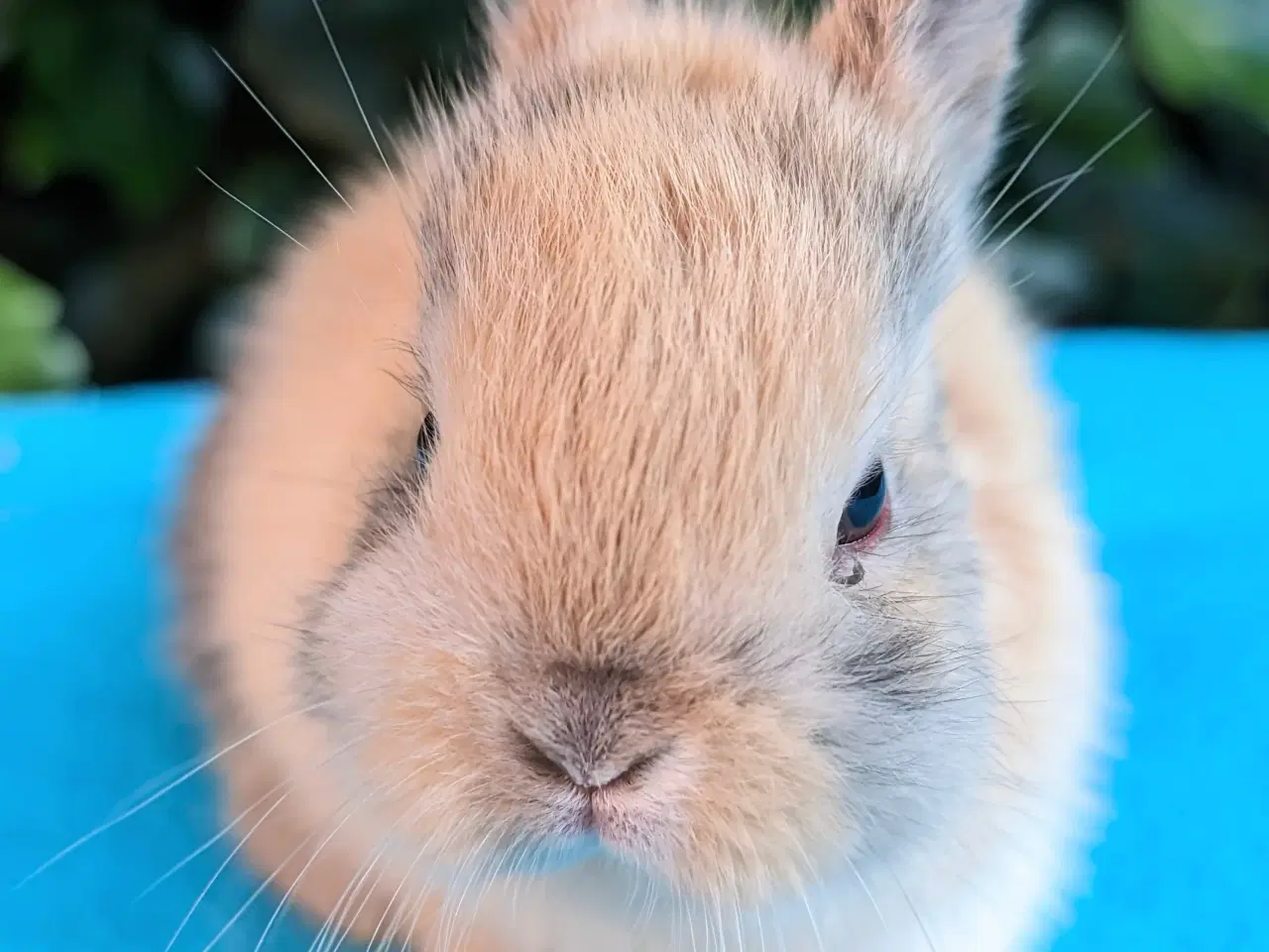 Billede 7 - Hermelin kaninunge sælges 