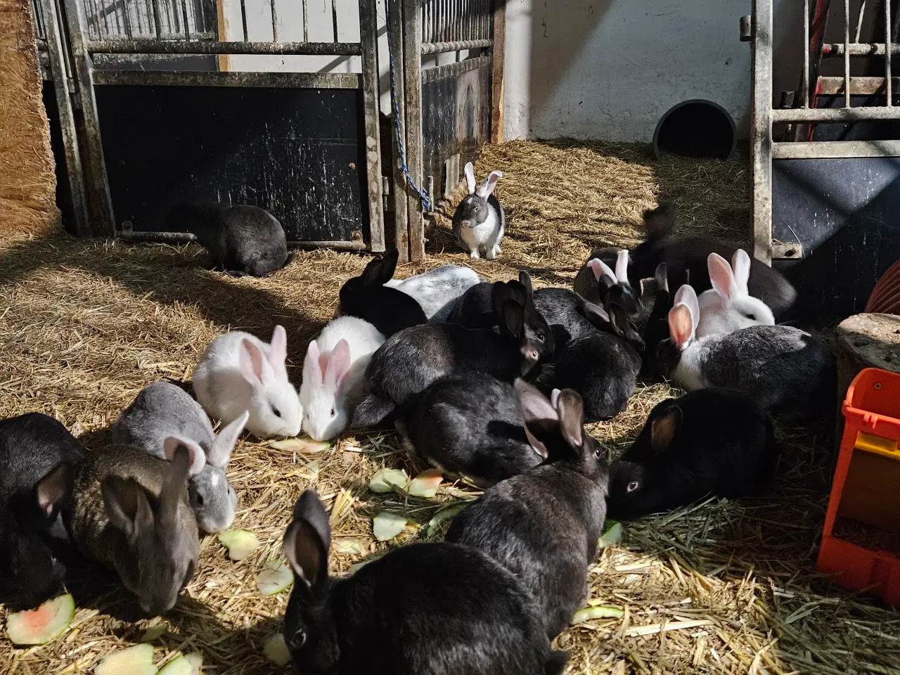 Billede 3 - Søde kanin unger