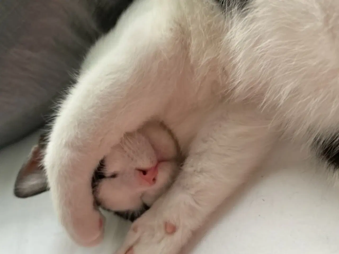 Billede 3 - Weise søger nyt hjem hvor han kan være ude og inde