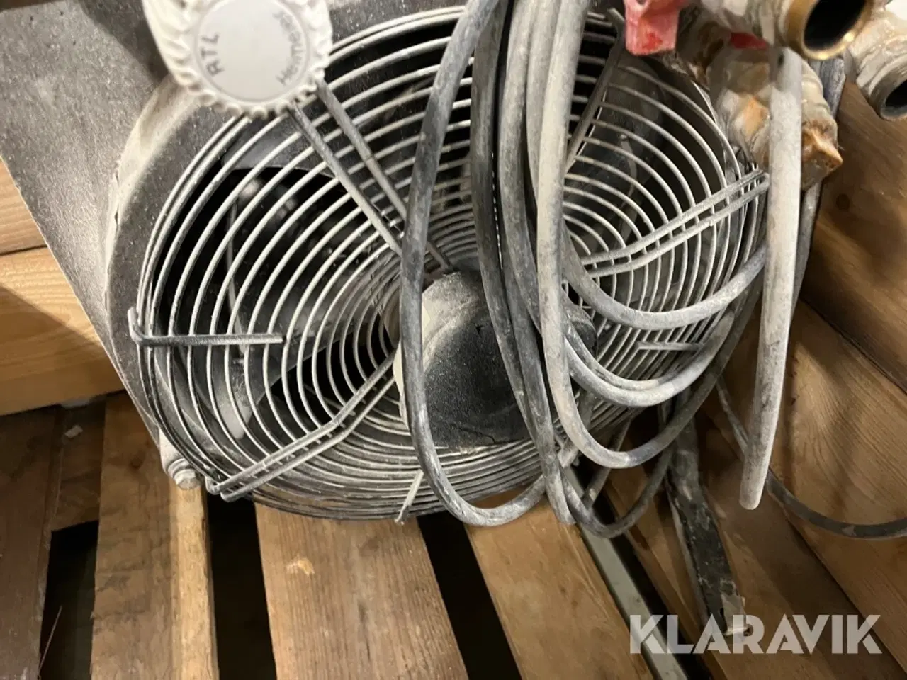 Billede 11 - Kaloiferer Gea og Sonniger 4 styk