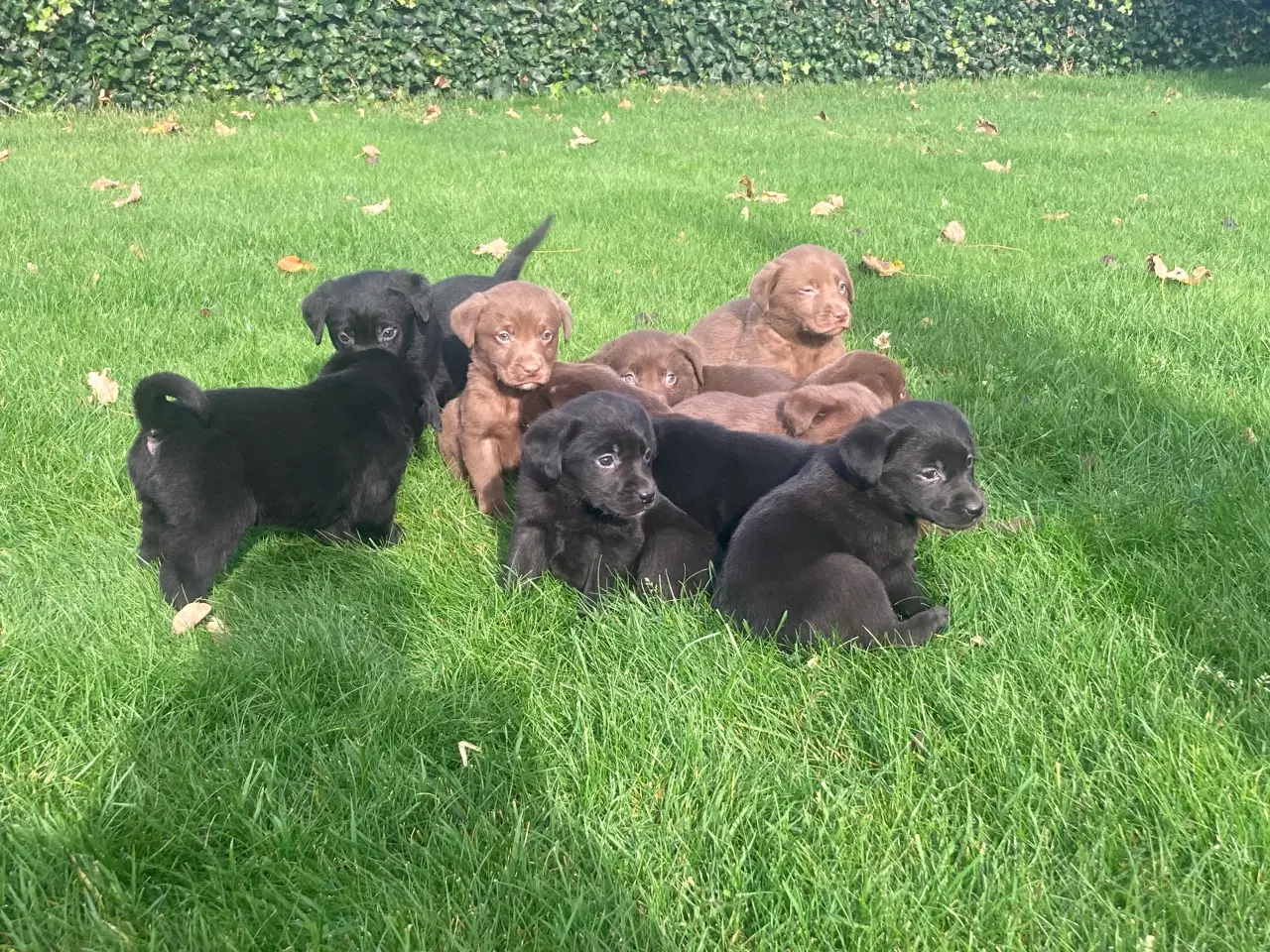 Billede 7 - Ægte labrador hvalpe sælges 