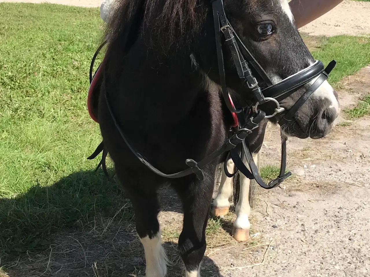 Billede 2 - Sød Pony vallak