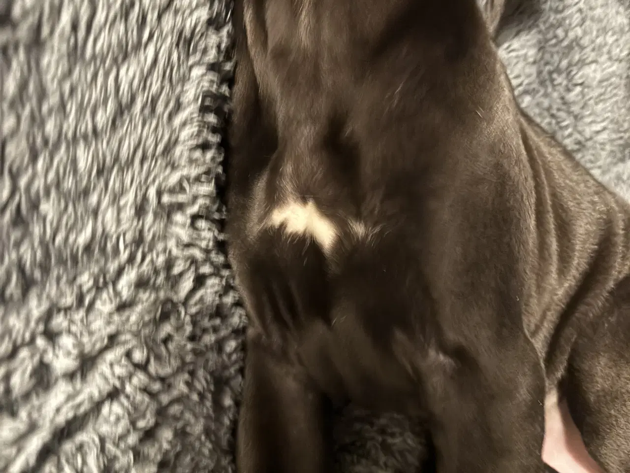 Billede 1 - Grand Danois hvalpe 