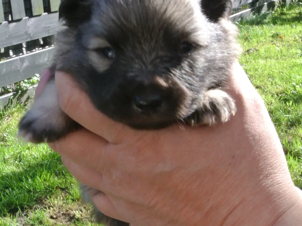 Billede 3 - Keeshond hvalpe