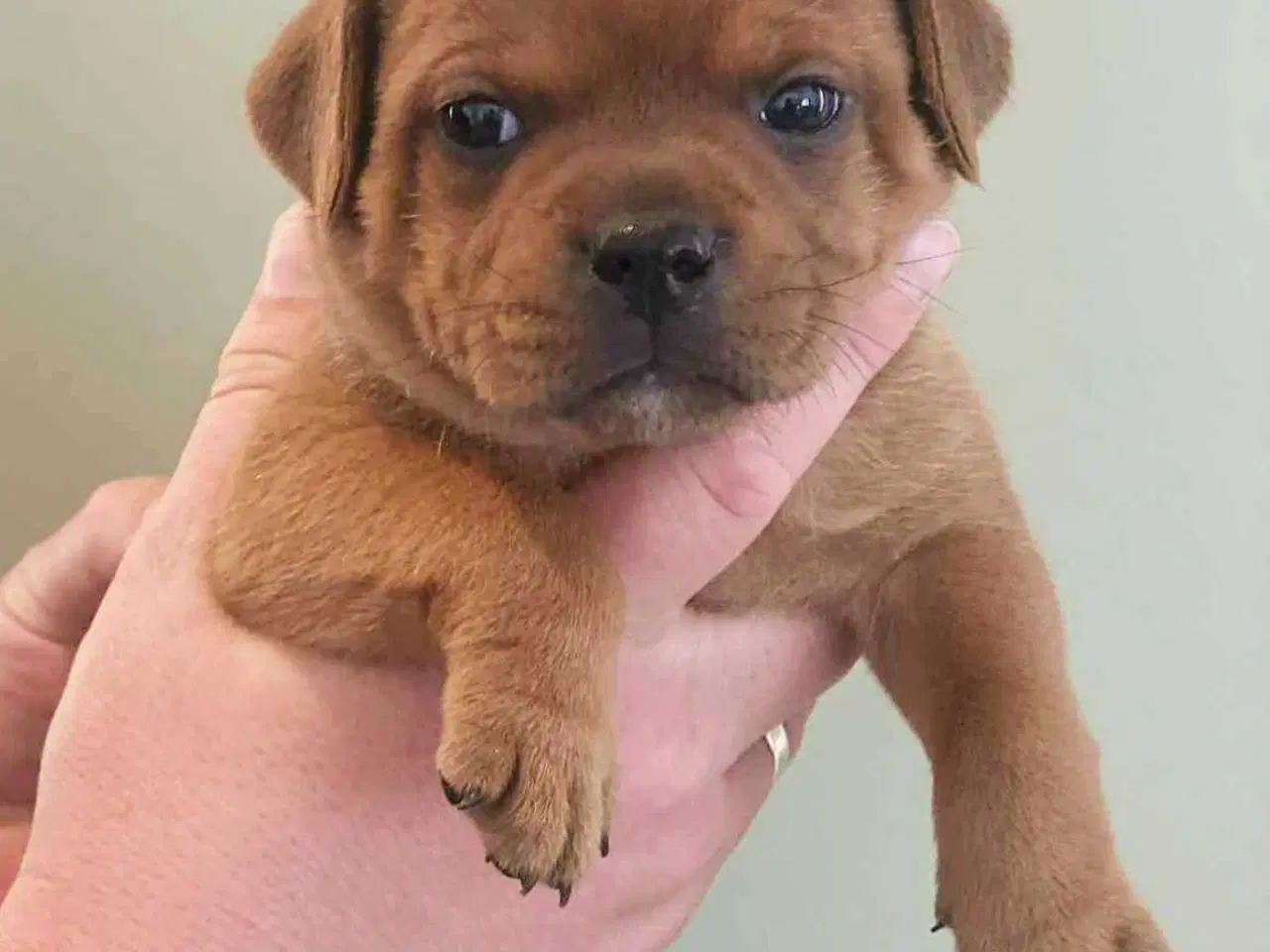 Billede 1 - Smukke Staffordshire Bull Terrier hvalpe DKK 
