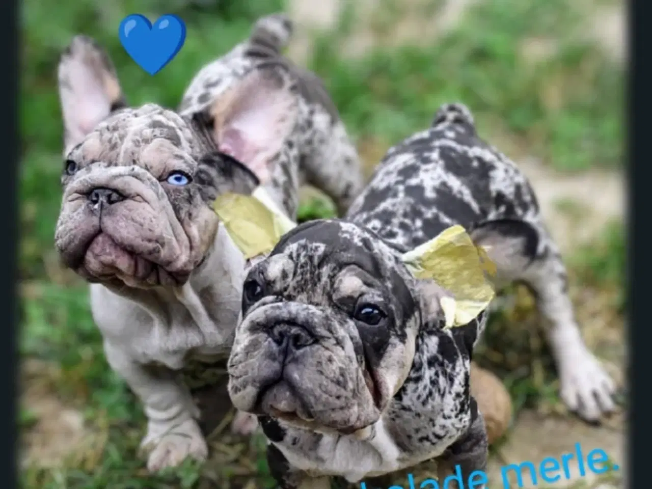 Billede 9 - Fransk bulldog 