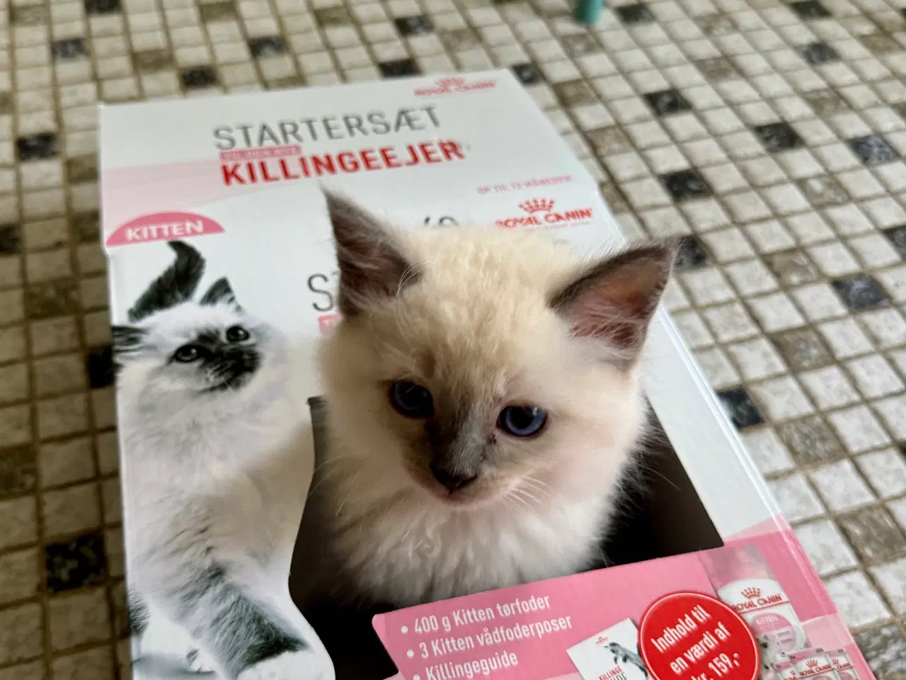 Billede 5 - Hellig birma/Ragdoll killinger