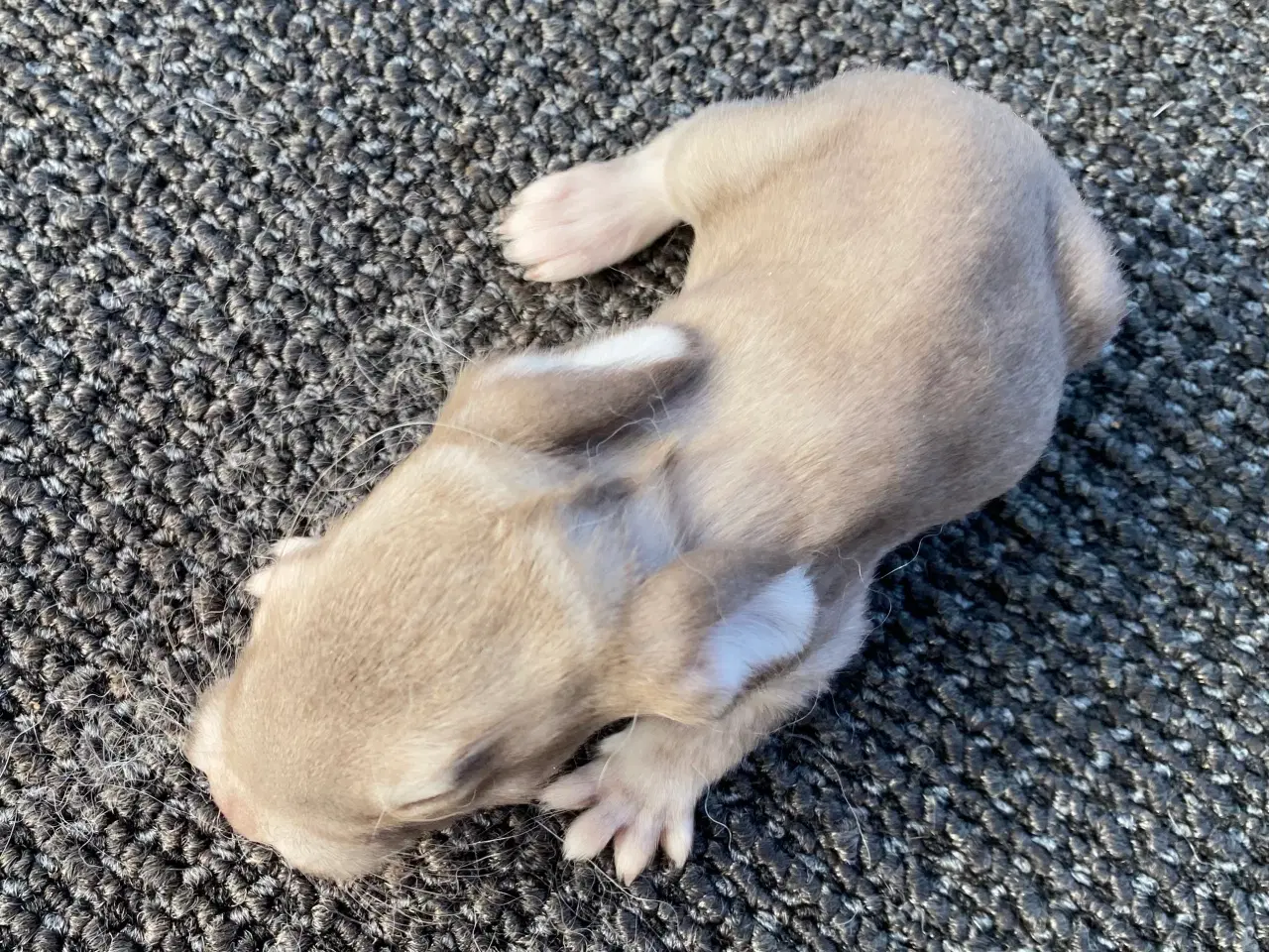 Billede 5 - FRANSK VÆDDER HAN HAVANA OTTER