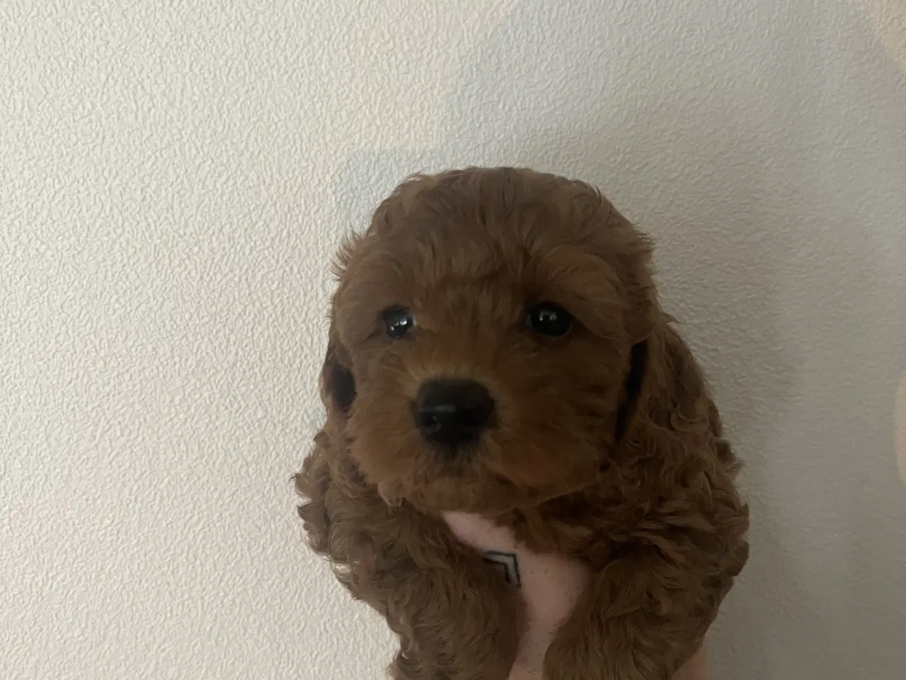 Billede 4 - ❤️ Skønne maltipoo-hvalpe søger kærlige hjem ❤️