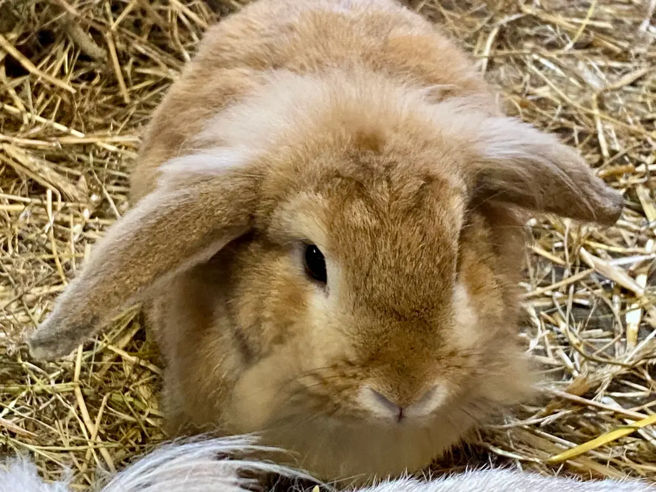 Billede 9 - Kærlige kaniner klar til nyt hjem 🐇❤️