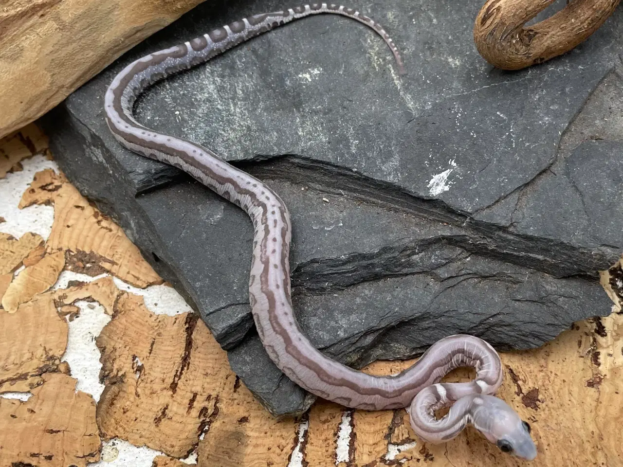 Billede 1 - Scalelees anery kornsnohe