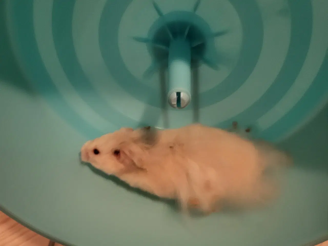 Billede 4 - Langhåret guldhamster med tilbehør 