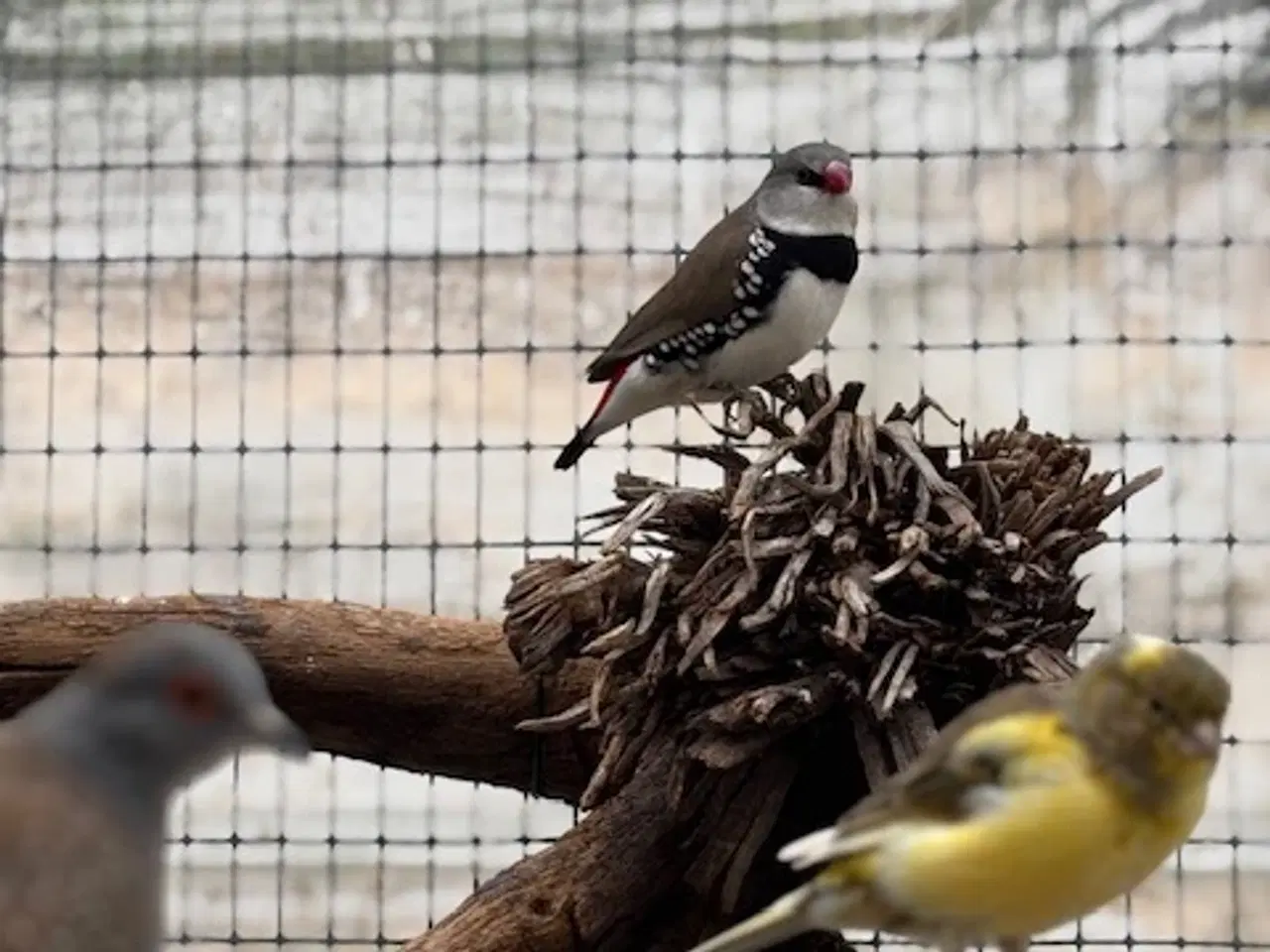 Billede 1 - diamantfinke